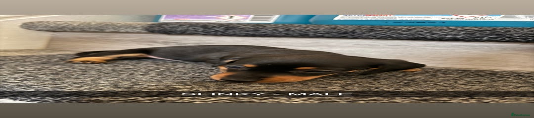 Dachshund Puppy 2