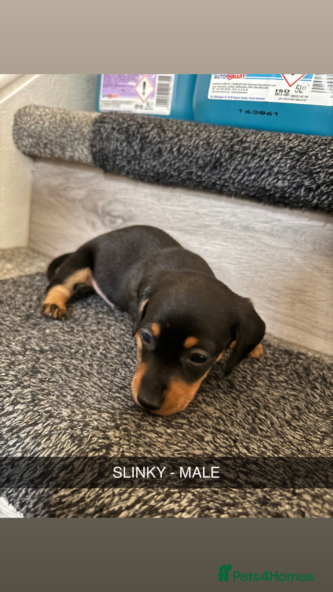 Dachshund dogs for sale: Dachshunds 4x Male 3x Female - Image 4