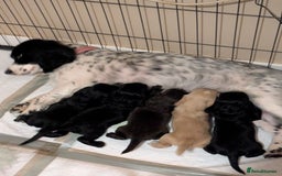 Cocker Spaniel dogs for sale: Beautiful cocker spaniel pups - Image 15