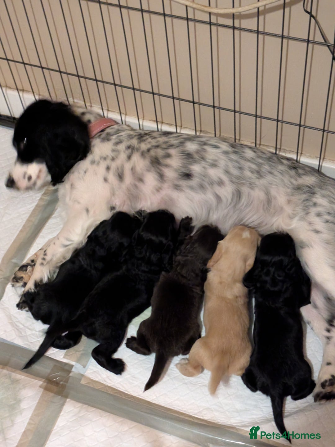Cocker Spaniel dogs for sale: Beautiful cocker spaniel pups - Image 15
