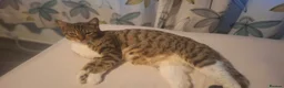 Mixed Breed cats for sale: Beautiful kittens for sale  - Advert 2