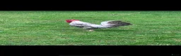 Chickens poultry for sale: Crested cream legbar Trio  - Advert 2