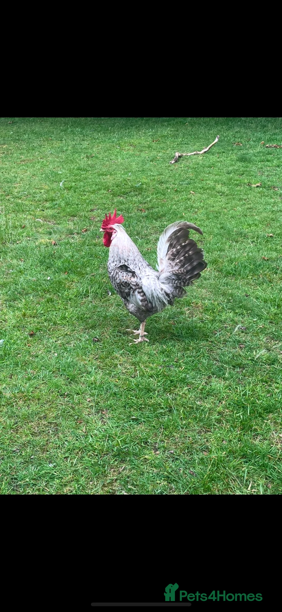 Chickens poultry for sale: Crested cream legbar Trio  - Advert 2