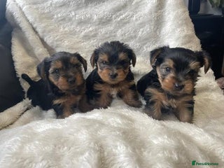 Yorkshire Terrier dogs Wonderful Yorkshire terrier Girl - Advert 7