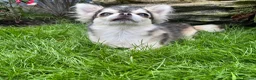 Chihuahua dogs for stud: Thailand KC reg.tiny husky marking boy DNA tested  - Advert 7