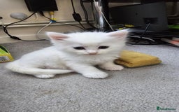 Mixed Breed cats for sale: 7 gorgeous cuties - Image 10