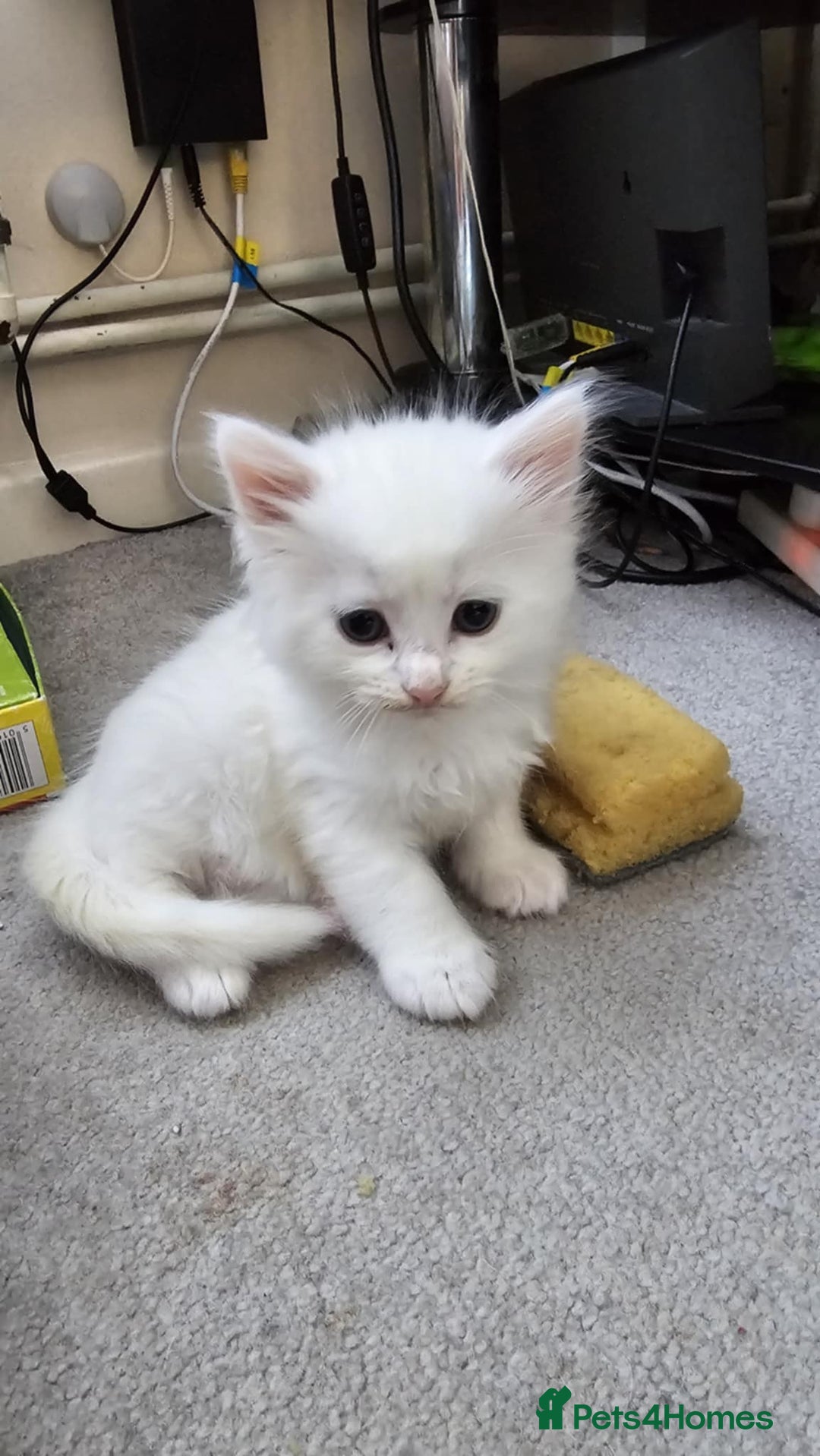 Mixed Breed cats for sale: 7 gorgeous cuties - Image 10