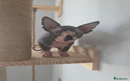 Sphynx cats for sale: 2 male sphynx cats - Image 8