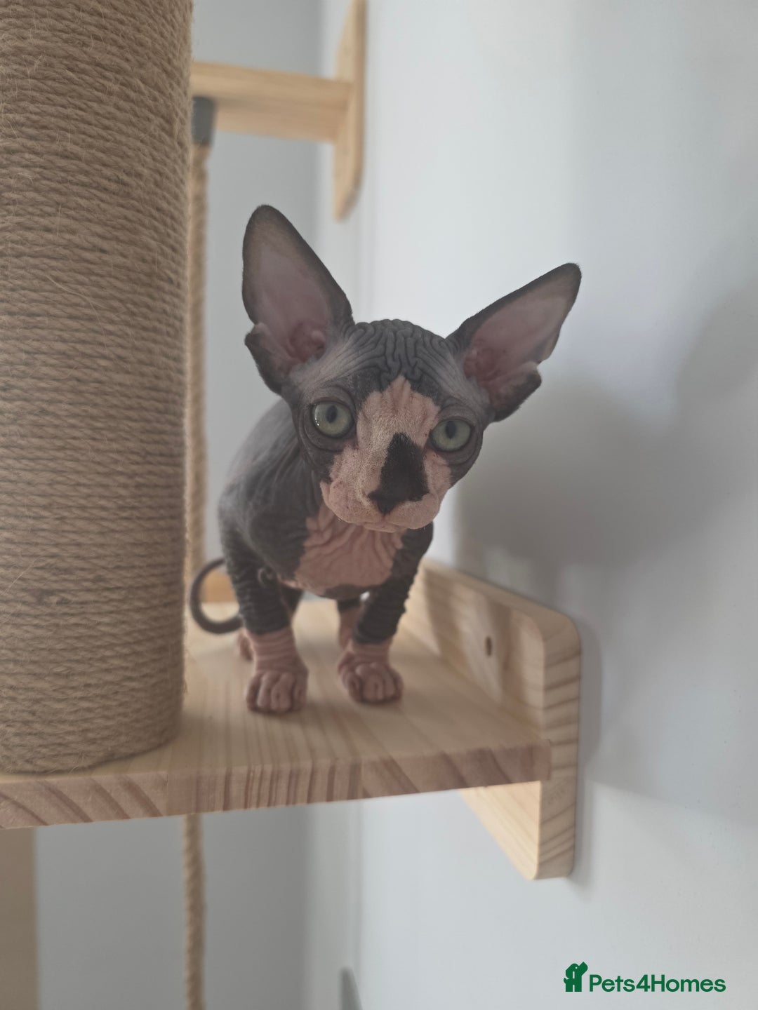 Sphynx cats for sale: 2 male sphynx cats - Image 8