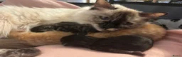 Mixed Breed cats for sale: Ragdoll x kittens  - Advert 9