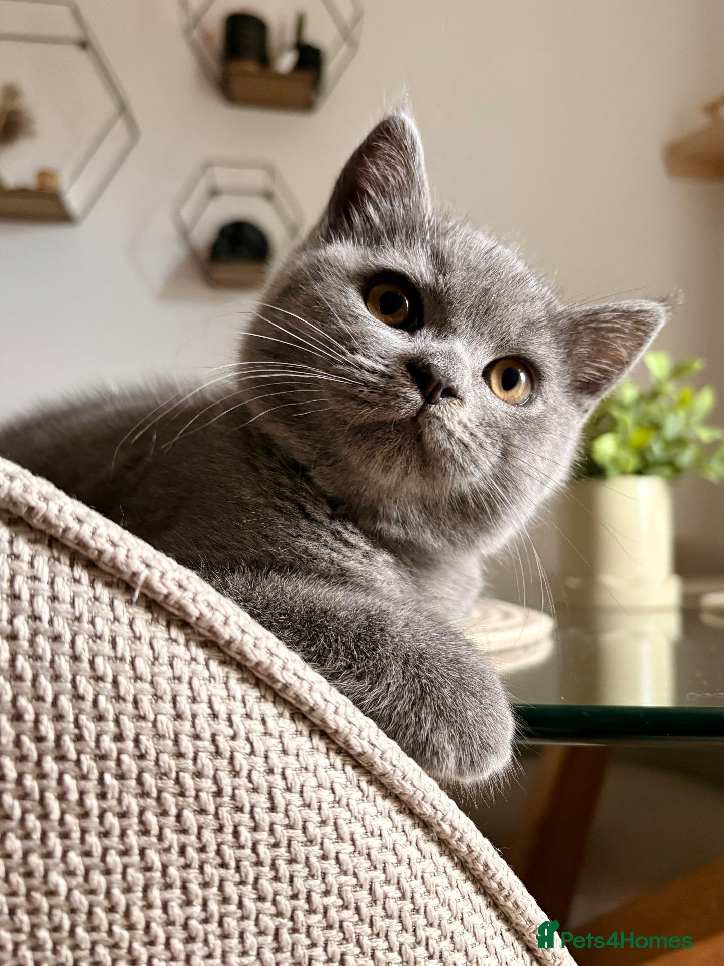 British Shorthair cats 🩵 BSH Blue Kittens 🩵 Ready Now 🩵 - Advert 16
