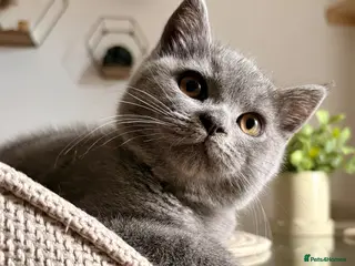 British Shorthair cats 🩵 BSH Blue Kittens 🩵 Ready Now 🩵 - Advert 16