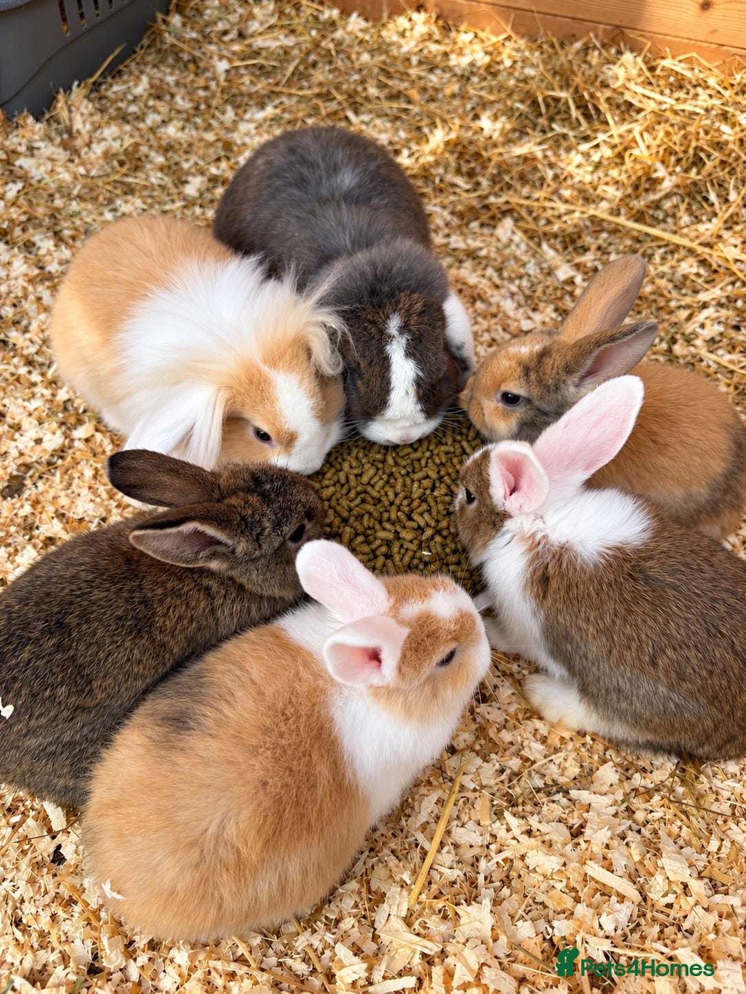 Mixed Breed rabbits Various rabbits for sale  - Advert 1