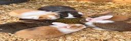 Mixed Breed rabbits for sale: Various rabbits for sale  - Advert 1