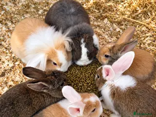 Mixed Breed rabbits Various rabbits for sale - Advert 1