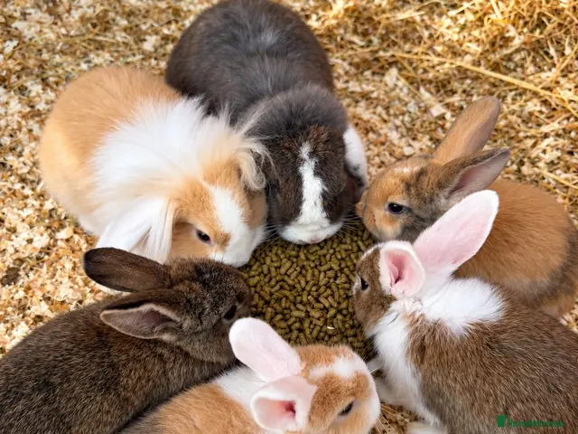 Mixed Breed rabbits Various rabbits for sale - Advert 1