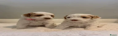 Cockapoo Puppy 4