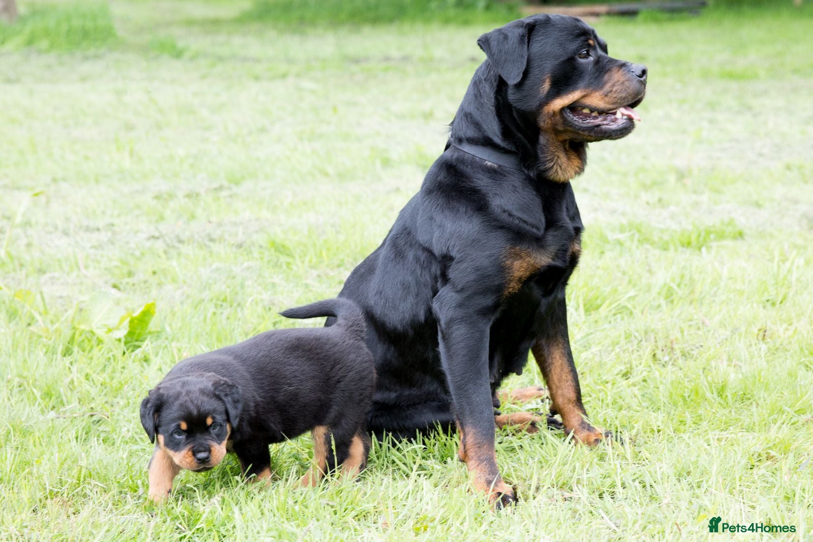 Rottweiler dogs XXX GERMAN ROTTWEILER PUPPIES XXX - Advert 3