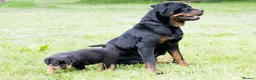 Rottweiler dogs for sale: XXX GERMAN ROTTWEILER PUPPIES XXX - Advert 1