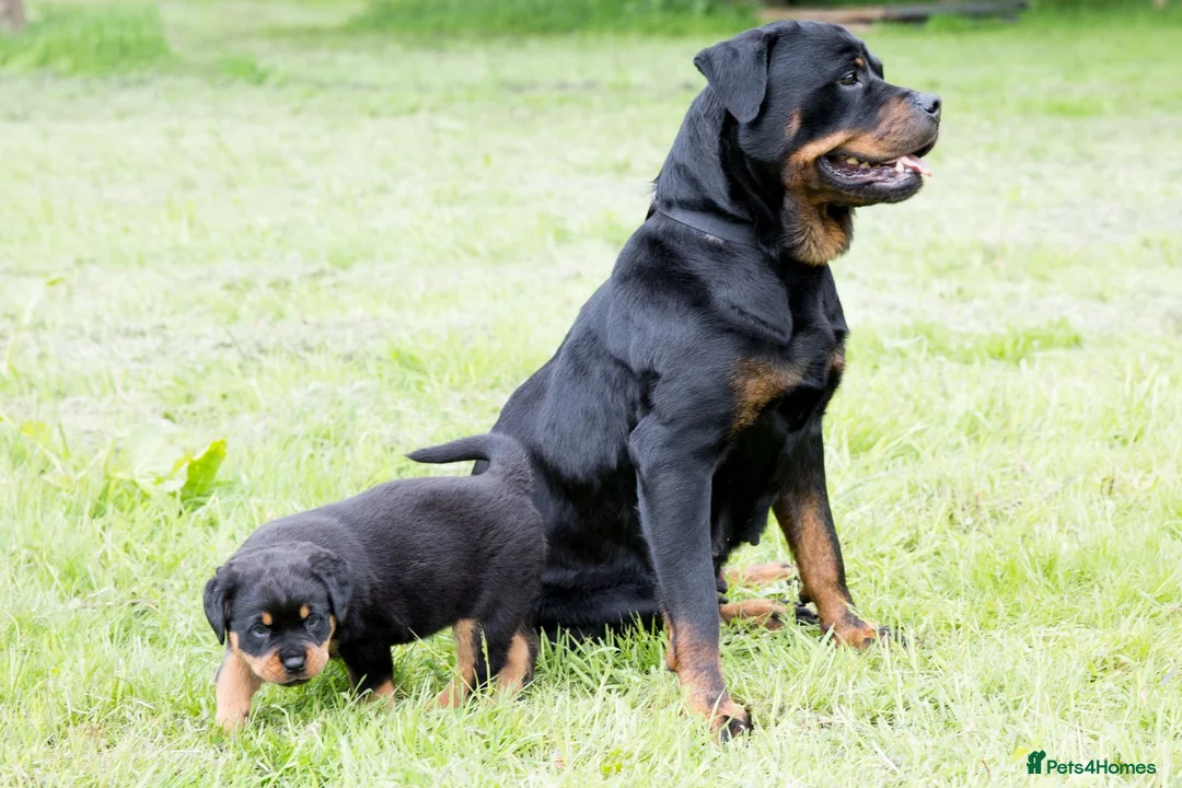 Rottweiler dogs for sale: XXX GERMAN ROTTWEILER PUPPIES XXX - Advert 1
