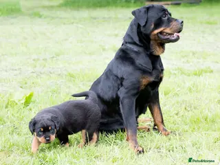 Rottweiler dogs XXX GERMAN ROTTWEILER PUPPIES XXX - Advert 3