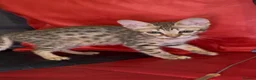 Savannah cats for sale: Pure Pedigree! Top Quality Tica Registr. Savannahs - Advert 14