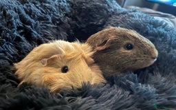 Guinea Pig rodents for sale: 2 female guinea pigs  - Advert 5