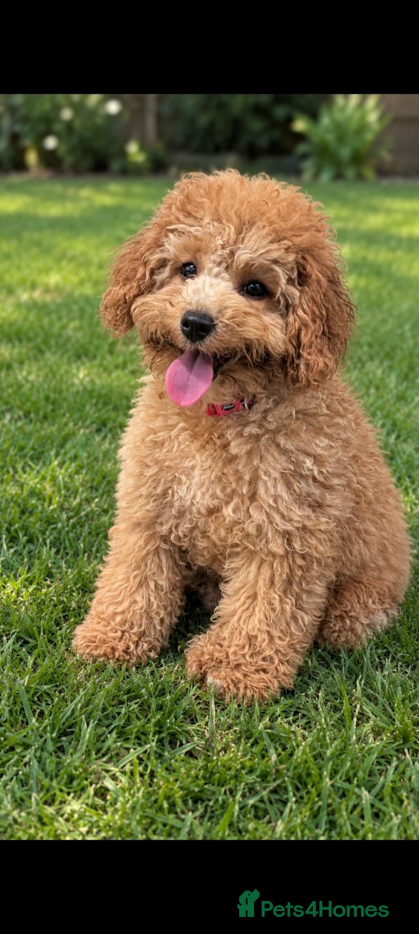 Cavapoo dogs Premium F1B Cavapoos (Puppy Culture/ENS) - Advert 2