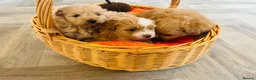 Pomapoo dogs for sale: Stunning pomapoo puppies - Advert 22