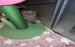 British Shorthair cats for sale: British Shorthair Kittens - Image 12