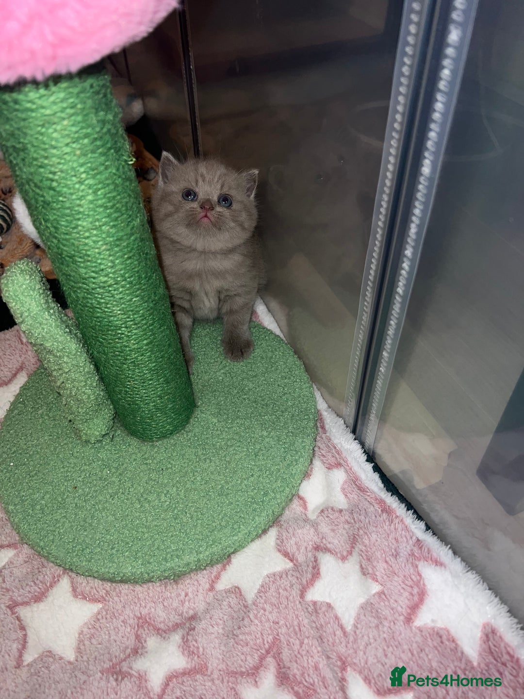 British Shorthair cats for sale: British Shorthair Kittens - Image 12