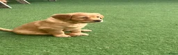 Golden Retriever dogs for sale: Beautiful family raised fox red golden retriever.  - Advert 16