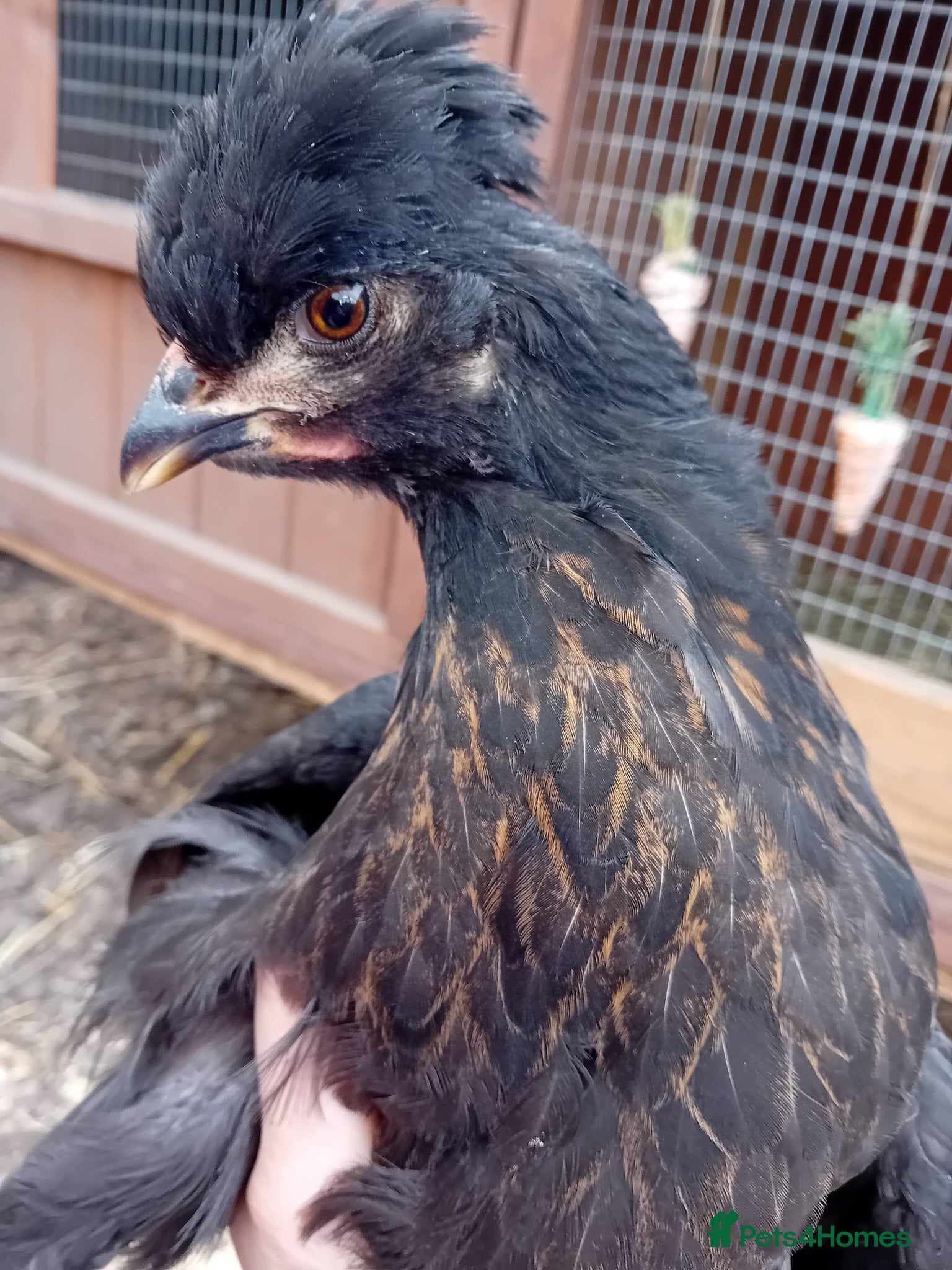 Chickens poultry Green & Blue Eggers – Confirmed Pullets - Advert 21