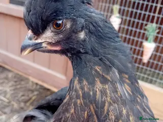 Chickens poultry Green & Blue Eggers – Confirmed Pullets - Advert 21