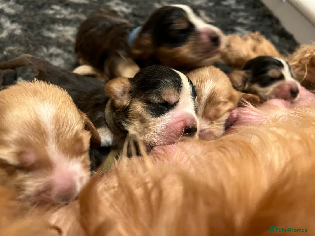 Cocker Spaniel dogs for sale: Exceptional Health Tested Show Cocker Spaniel - Advert 3