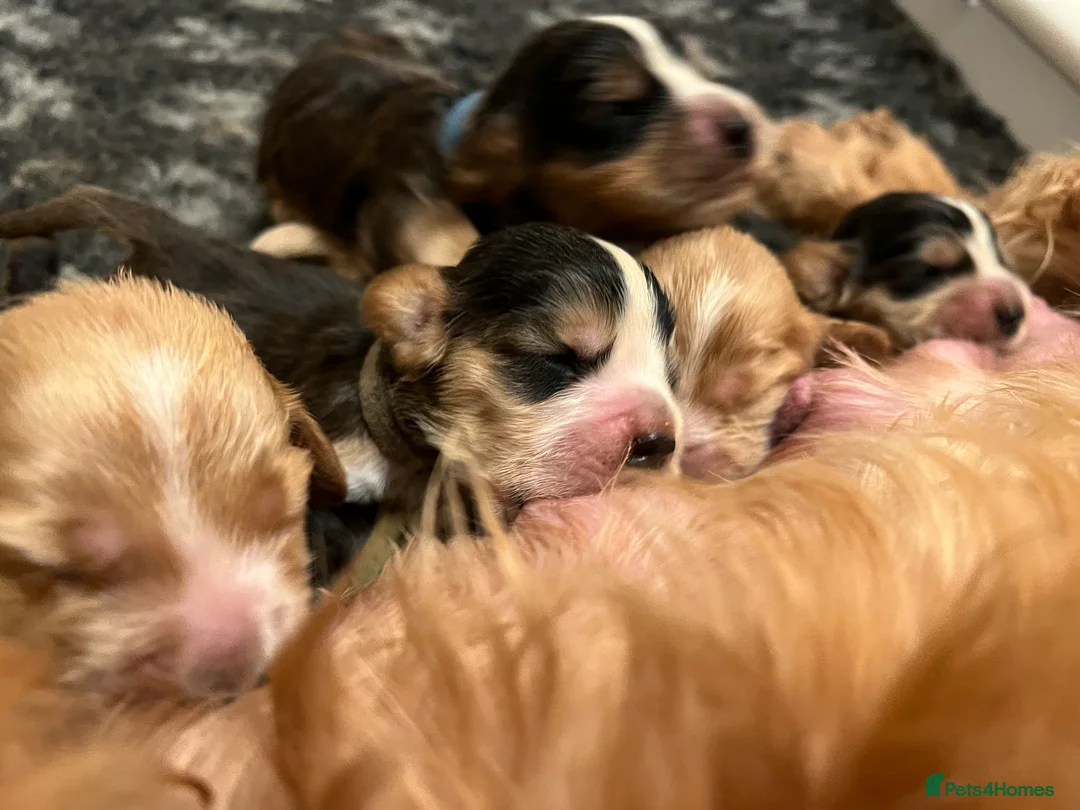 Cocker Spaniel dogs for sale: Exceptional Health Tested Show Cocker Spaniel - Advert 20