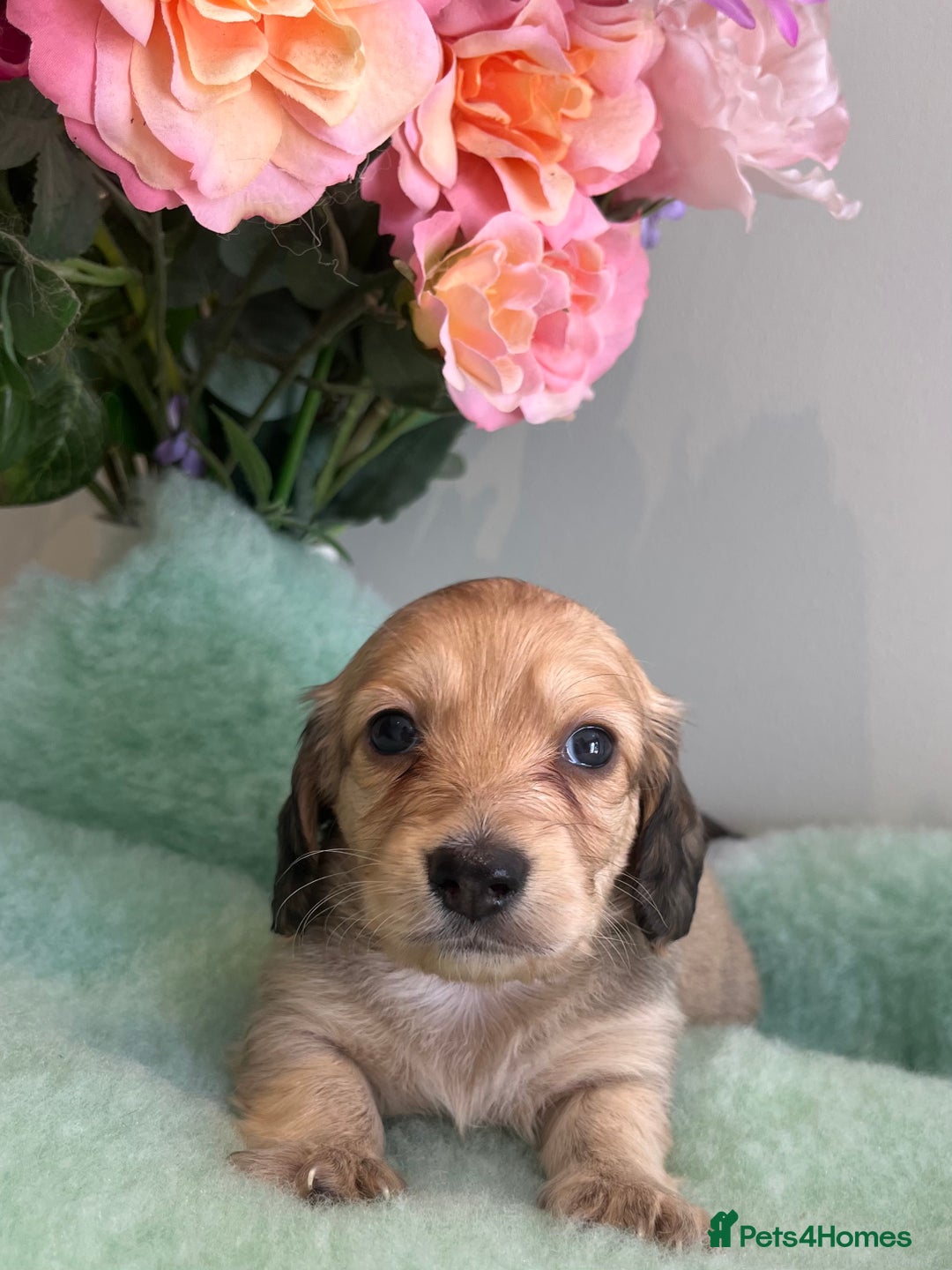 Miniature Dachshund dogs for sale: Miniature long hair dachshund  - Image 14