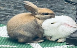 Mini Lop rabbits for sale: Mini Lops & H/LopxLion nearly7w Read description) - Image 9