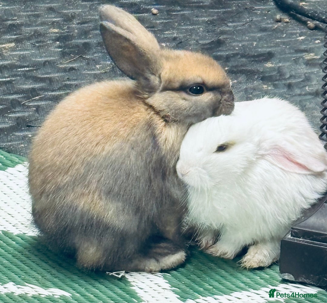 Mini Lop rabbits for sale: Mini Lops & H/LopxLion nearly7w Read description) - Image 9