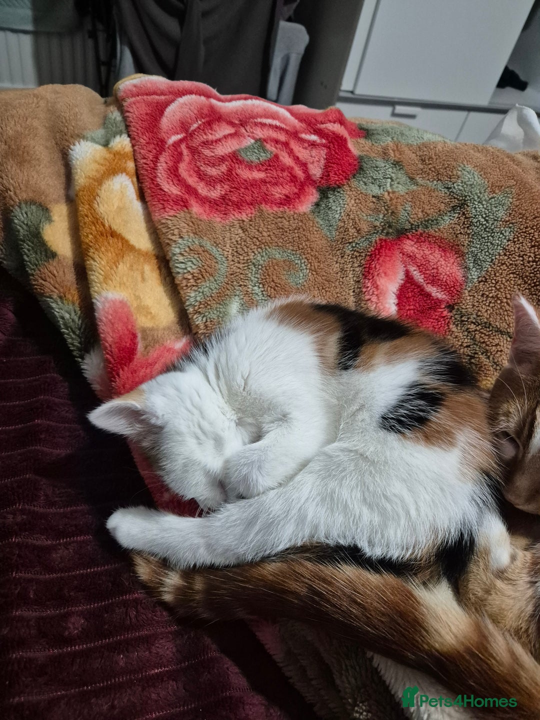 British Shorthair cats for sale: Kitten for sale ( its actually free...) - Advert 8