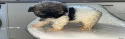 Shihpoo dogs for sale: Shih poo puppy  1 boy left - Advert 14