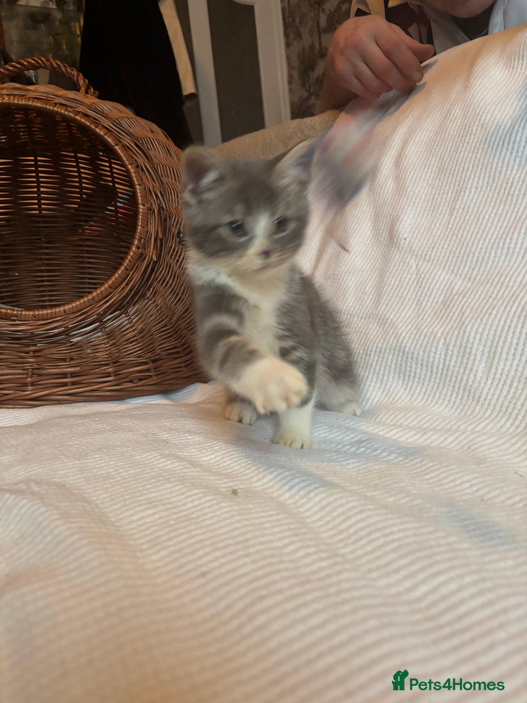 Mixed Breed cats for sale: Maine-Coon x British Blue Kittens.  - Advert 7