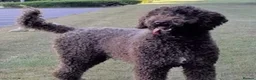 Labradoodle dogs for stud: Hypoallergenic Health Checked Labradoodle PROVEN  - Advert 1