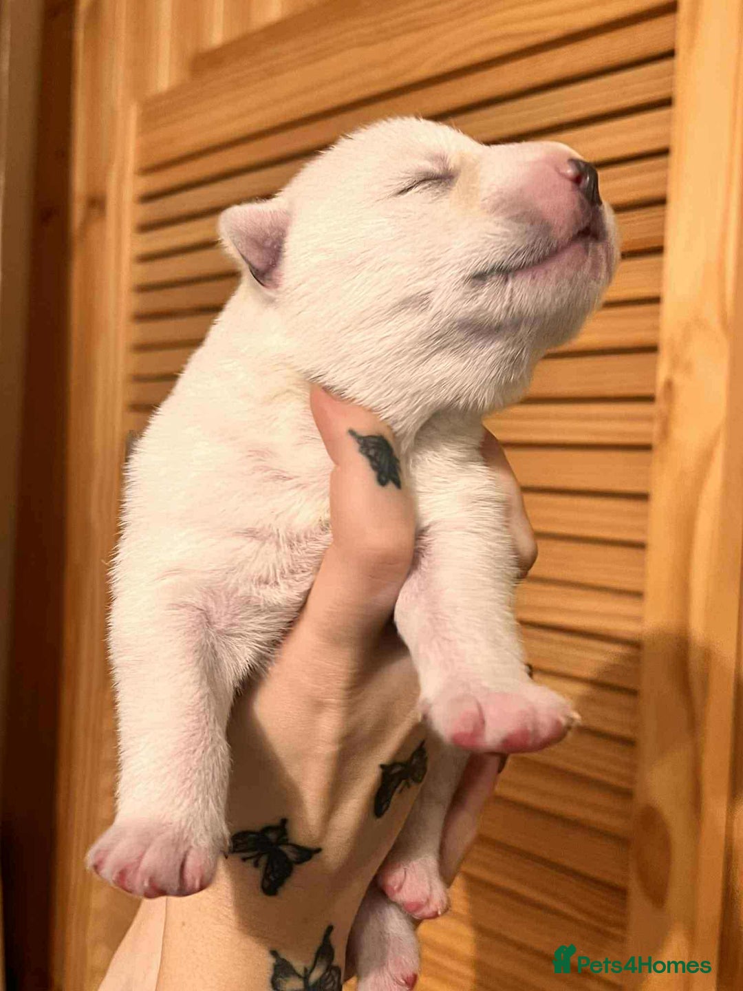 Siberian Husky dogs for sale: Siberian Husky Puppies - Advert 10