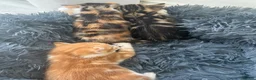 Domestic Shorthair cats for sale: Kittens - Advert 6