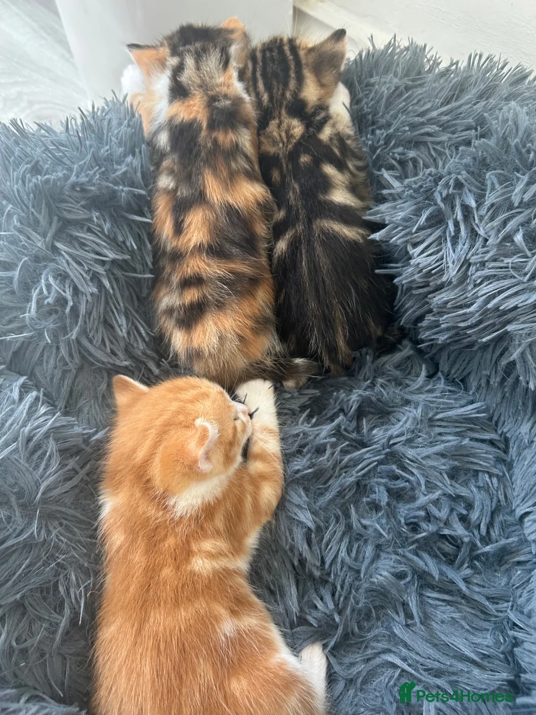 Domestic Shorthair cats for sale: Kittens - Advert 6