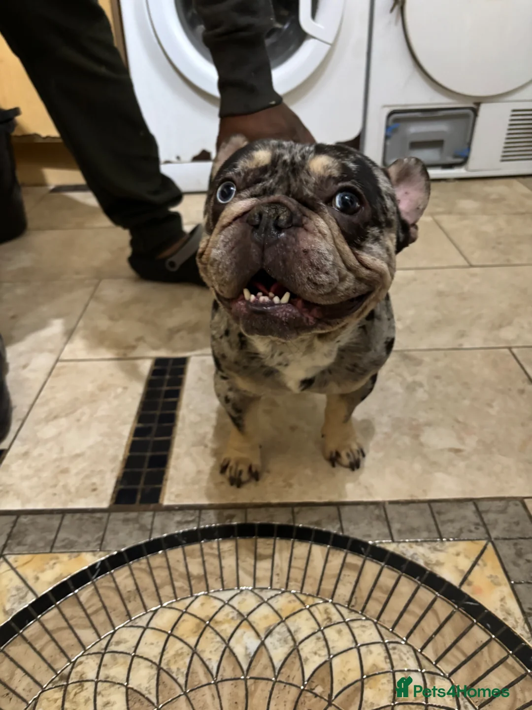 Gallery Image {{count}}