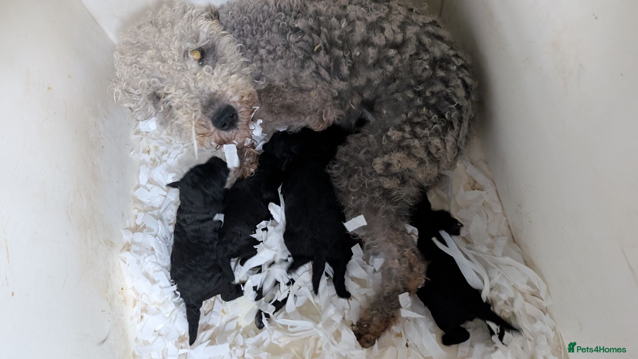 Bedlington Terrier dogs Adorable Blue Working Type Bedlington Pups  - Advert 2