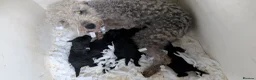 Bedlington Terrier dogs for sale: Adorable Blue Working Type Bedlington Pups  - Advert 2