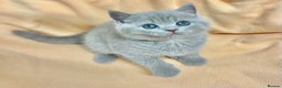 British Shorthair cats for sale: GCCF British Shorthair for Sale - Advert 30